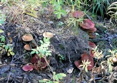 Suillus asiaticus