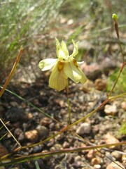Moraea gawleri