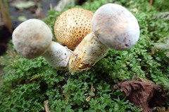 Pseudoboletus parasiticus