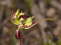 Caladenia septuosa