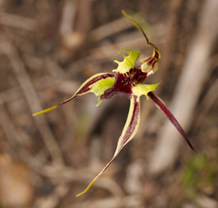 Caladenia septuosa