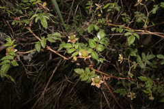 Rubus mesogaeus
