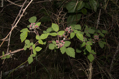 Rubus mesogaeus