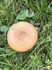 Lactarius deterrimus