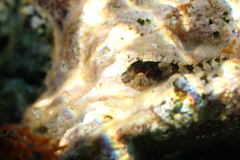 Parablennius incognitus