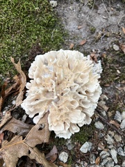 Sparassis spathulata