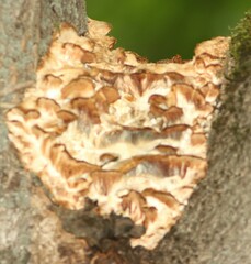 Climacodon septentrionalis