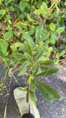 Potentilla recta