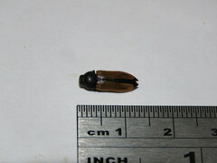 Castiarina parallelipennis