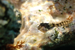 Parablennius incognitus