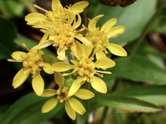 Solidago decurrens