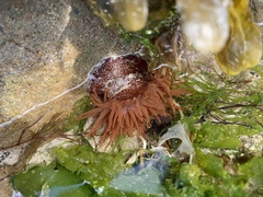 Actinia equina