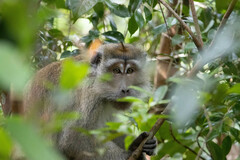 Macaca fascicularis