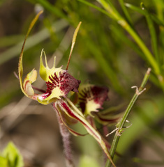 Caladenia septuosa