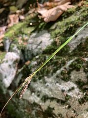 Carex virescens