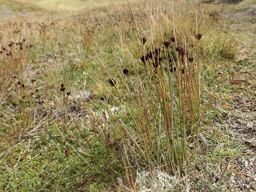 Juncus jacquinii (Juncus jacquinii)
