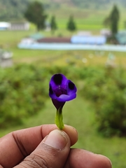 Torenia