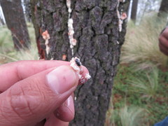 Dendroctonus adjunctus