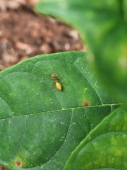 Myrmaplata plataleoides