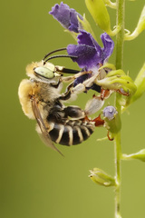 Anthophora californica