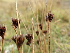Juncus jacquinii