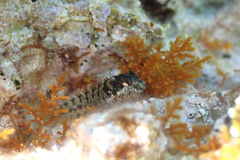 Parablennius incognitus