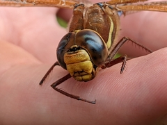 Aeshna grandis