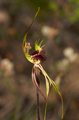 Caladenia septuosa