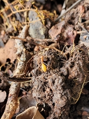 Myrmaplata plataleoides