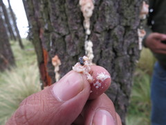 Dendroctonus adjunctus