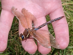 Aeshna grandis