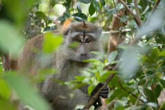 Macaca fascicularis