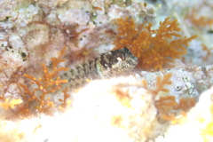 Parablennius incognitus