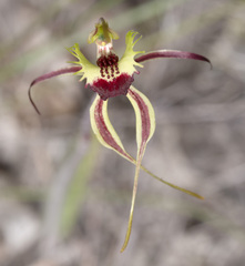 Caladenia septuosa