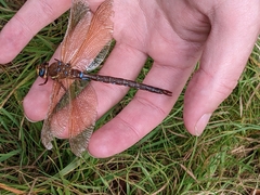 Aeshna grandis