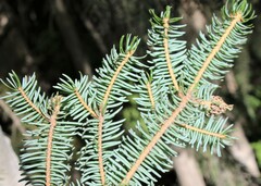 Picea jezoensis jezoensis