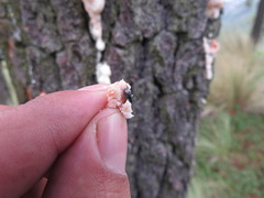 Dendroctonus adjunctus