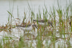 Calidris ruficollis
