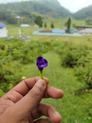 Torenia