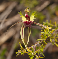 Caladenia septuosa