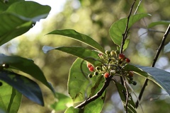 Psychotria asiatica