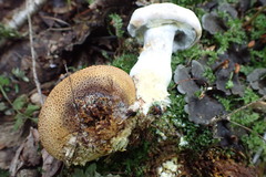 Pseudoboletus parasiticus