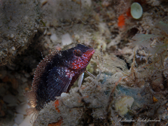 Malacoctenus macropus