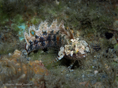 Banded Blenny photo 2