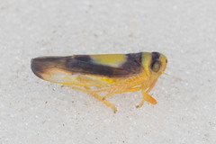 Colladonus clitellarius