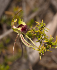 Caladenia septuosa
