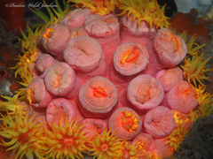 Tubastraea coccinea