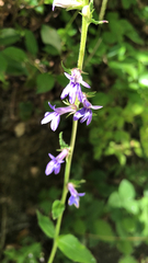 Lobelia puberula
