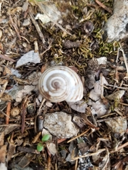 Pseudotachea splendida