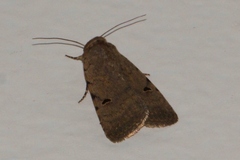 Caradrina atriluna